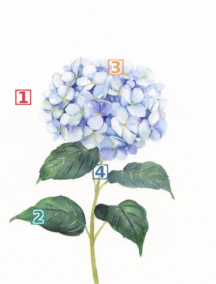 Watercolor hydrangea with highlighted patches